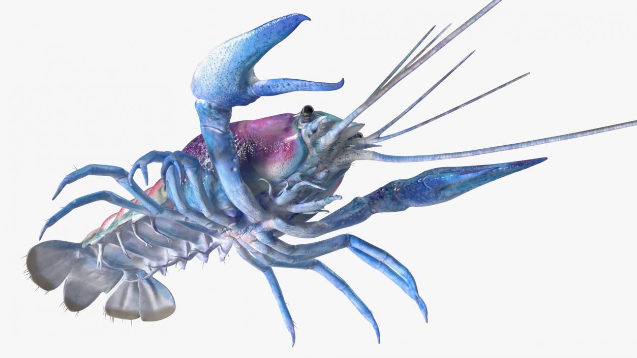 3D Florida Crayfish