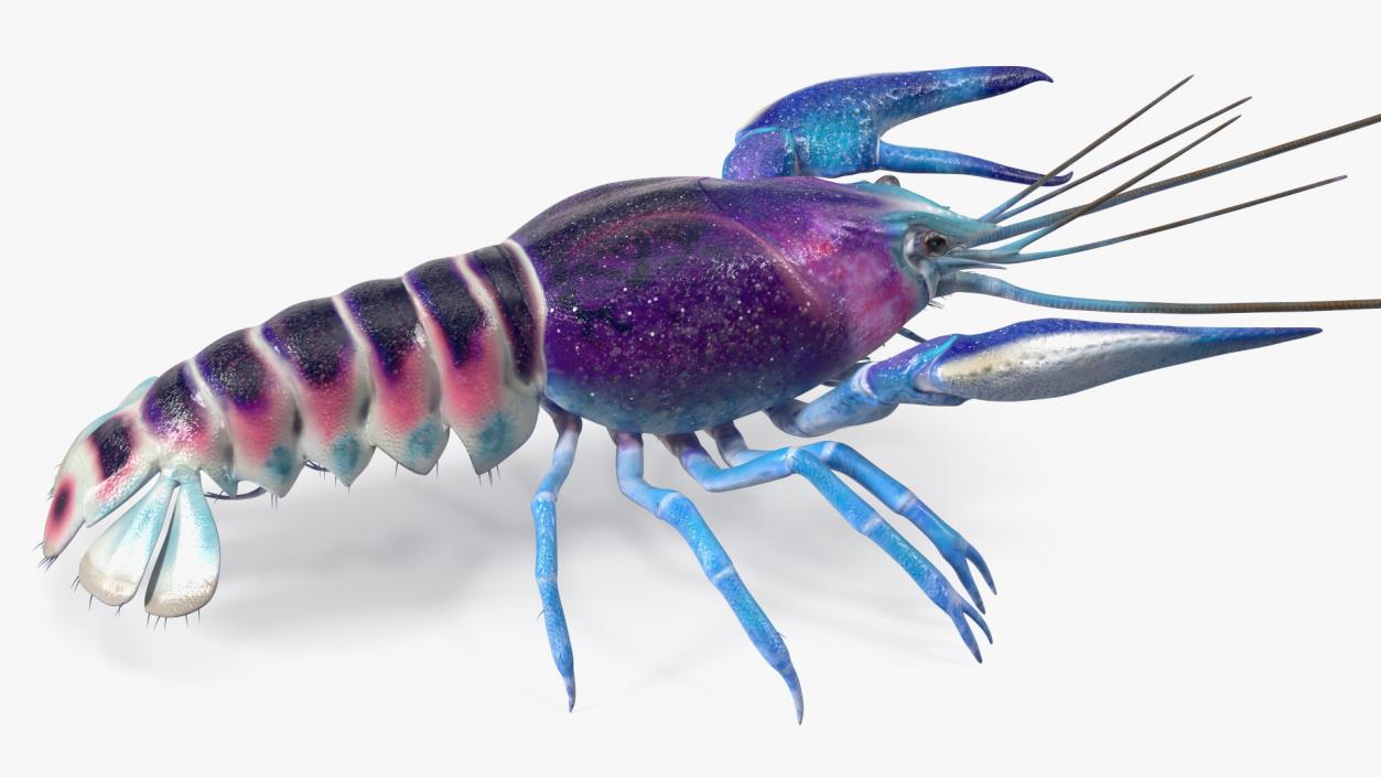 3D Florida Crayfish