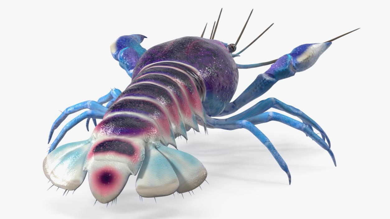 3D Florida Crayfish