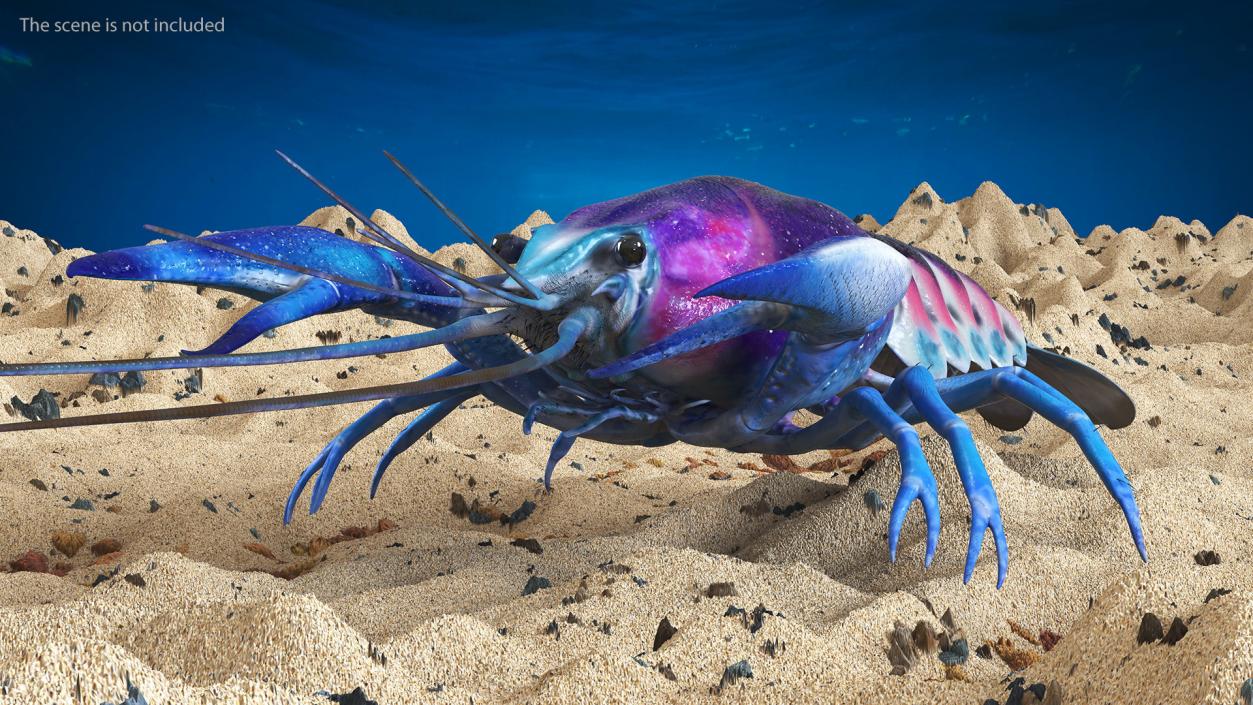 3D Florida Crayfish