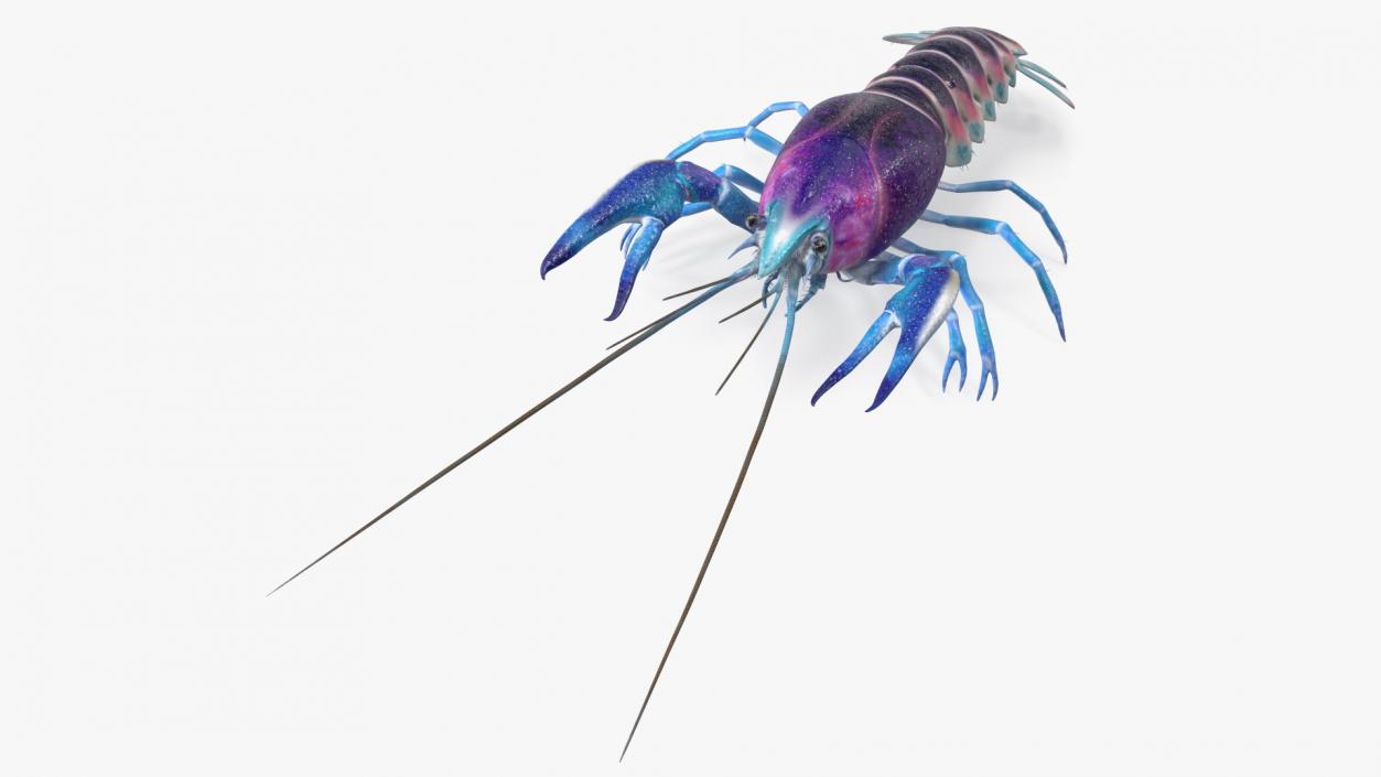 3D Florida Crayfish