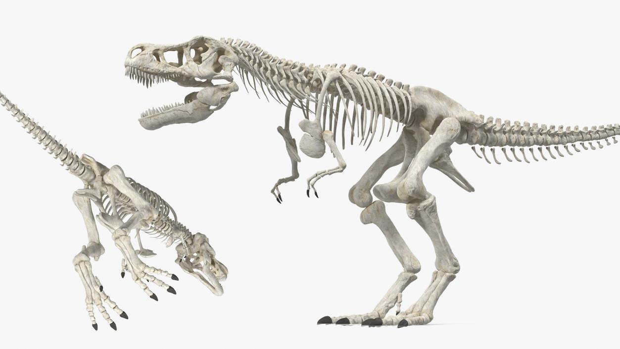 3D Tyrannosaurus Rex Skeleton