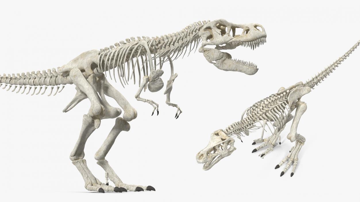 3D Tyrannosaurus Rex Skeleton