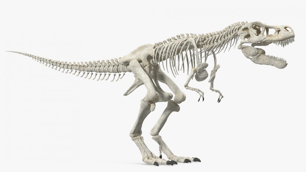 3D Tyrannosaurus Rex Skeleton