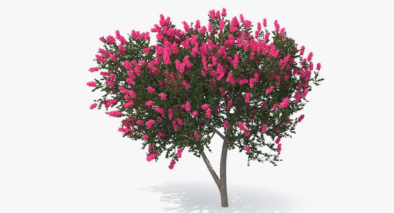 Flowering Bushes 3D Models Collection 3D