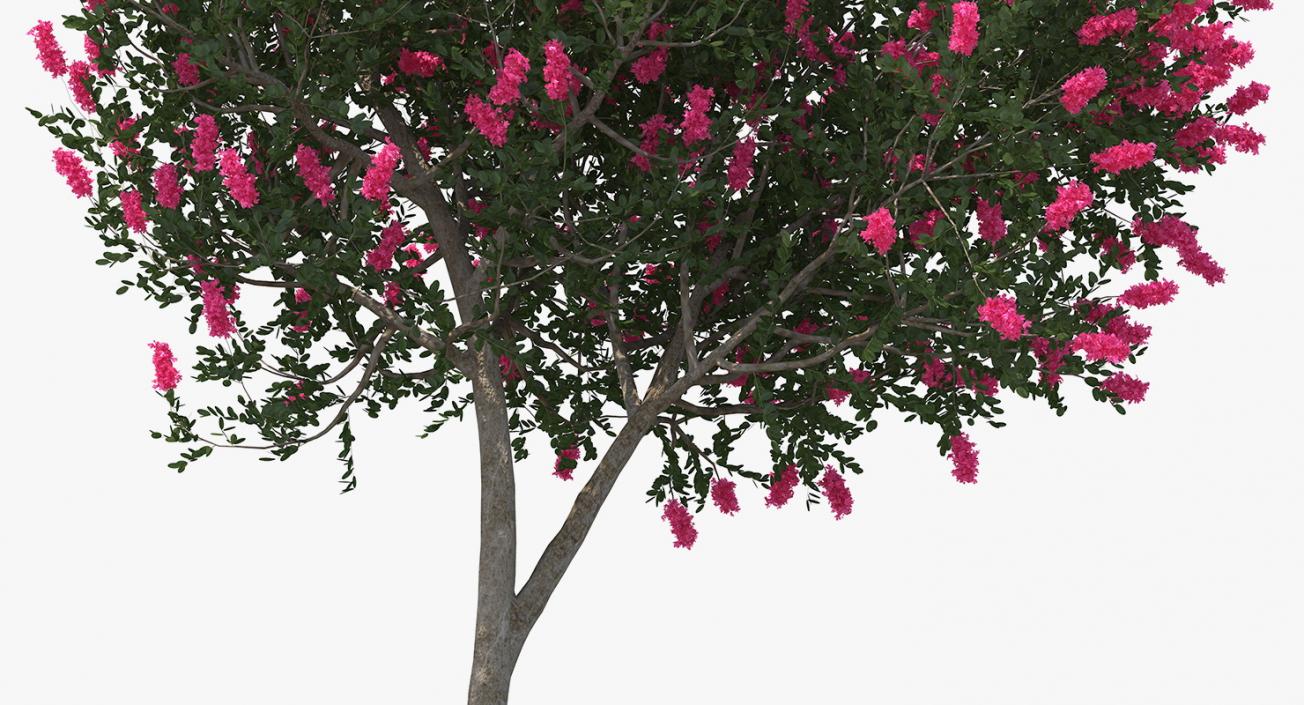 Flowering Bushes 3D Models Collection 3D