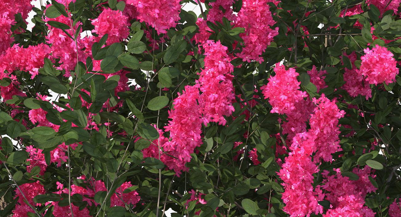 Flowering Bushes 3D Models Collection 3D