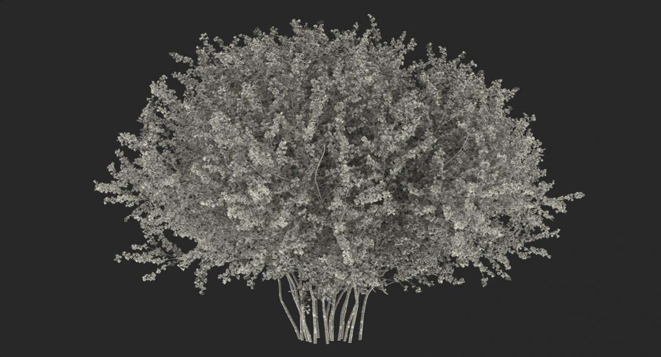 Flowering Bushes 3D Models Collection 3D