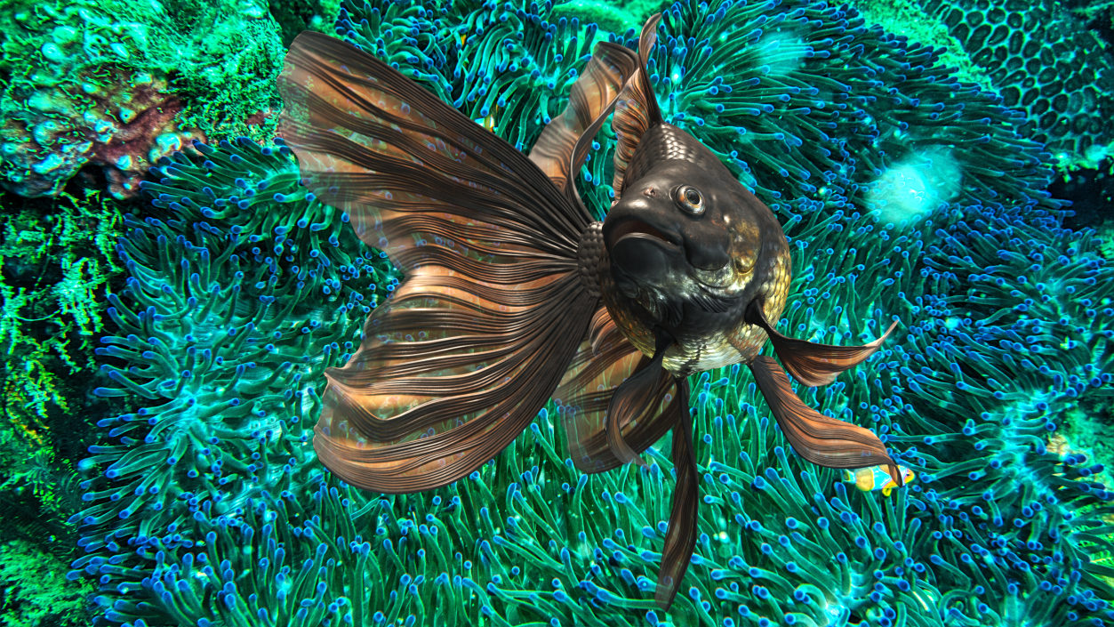 Black Moor Goldfish Swim 3D model