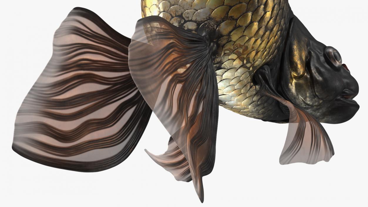 Black Moor Goldfish Swim 3D model