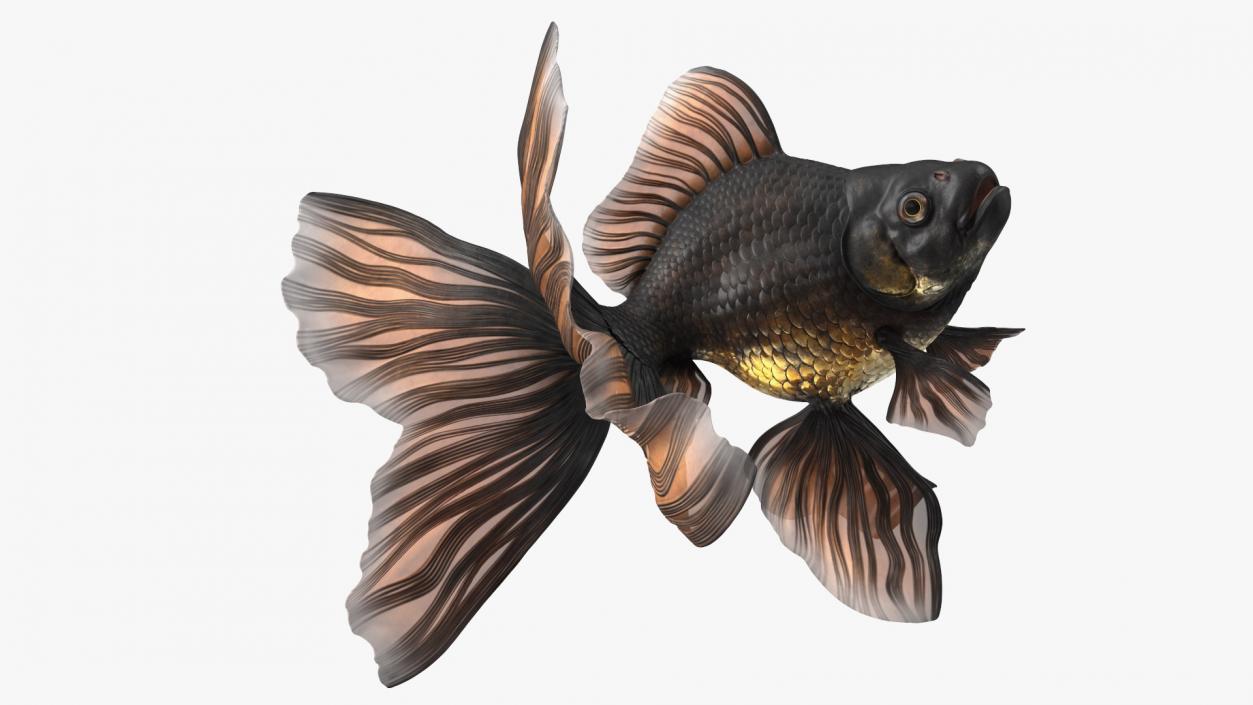 Black Moor Goldfish Swim 3D model