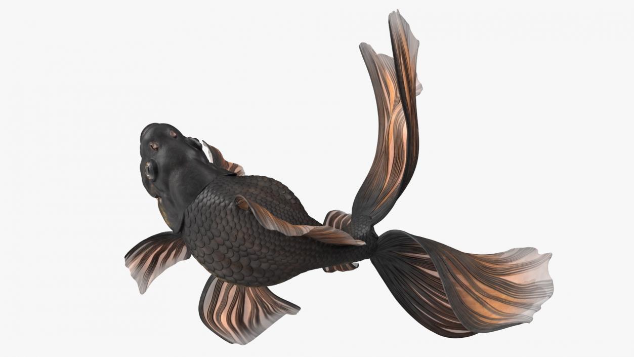 Black Moor Goldfish Swim 3D model