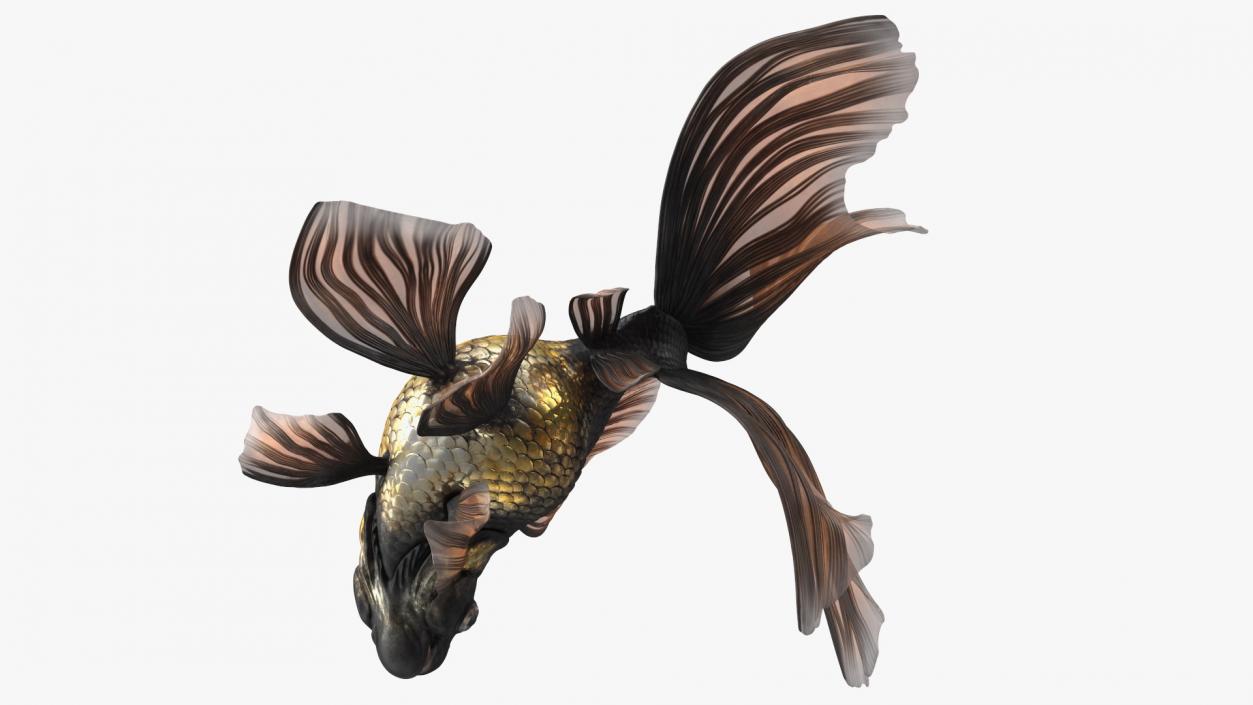 Black Moor Goldfish Swim 3D model