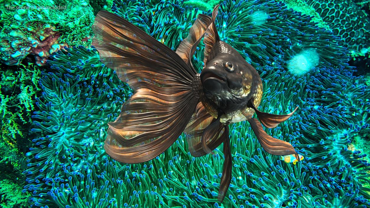 Black Moor Goldfish Swim 3D model