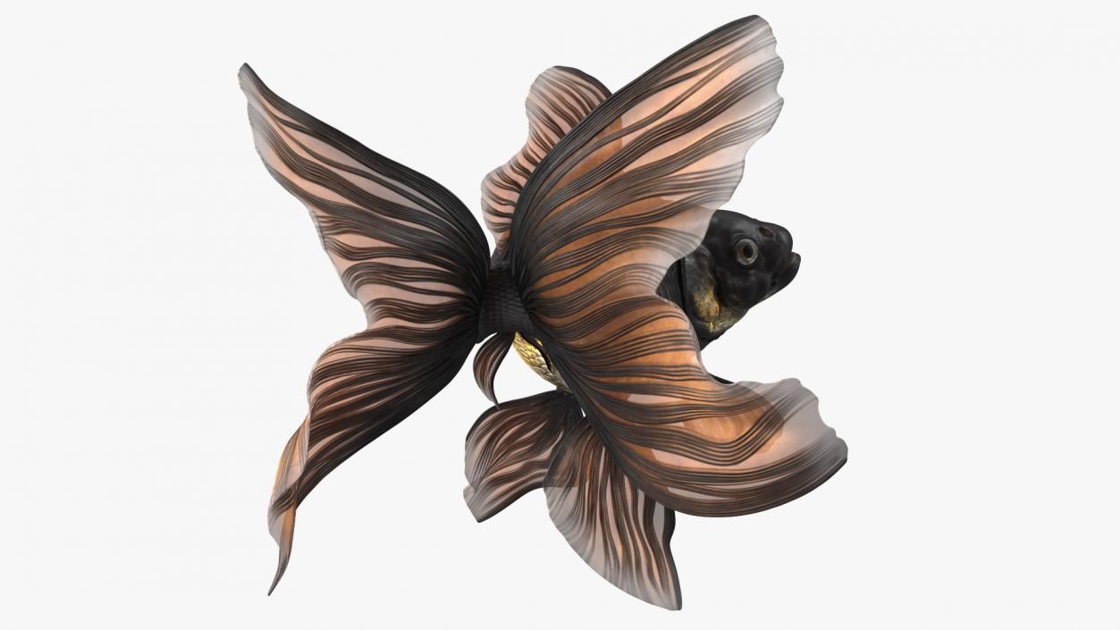 Black Moor Goldfish Swim 3D model