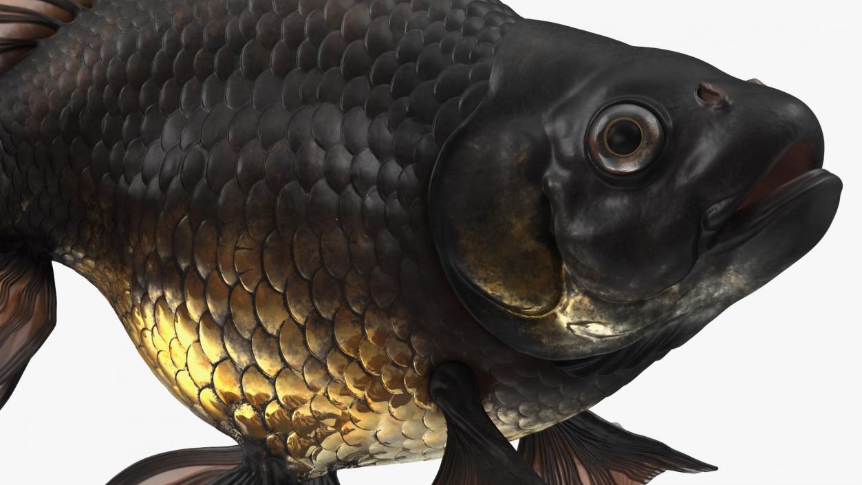 Black Moor Goldfish Swim 3D model