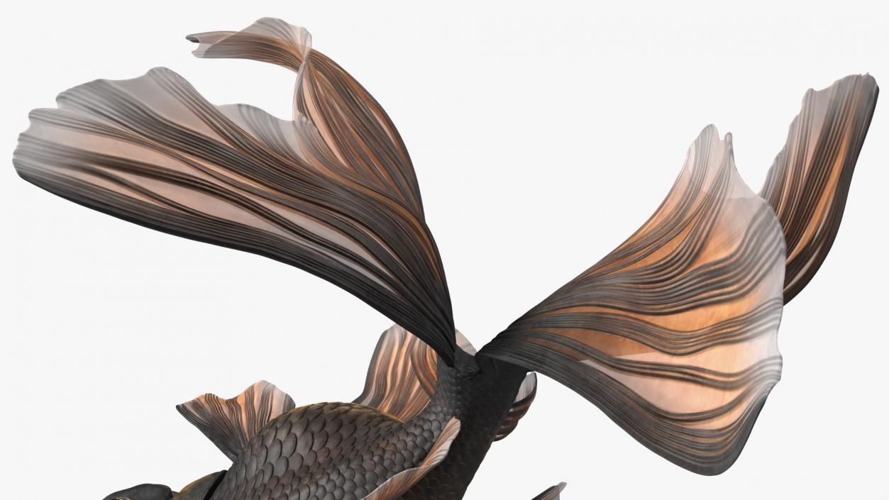 Black Moor Goldfish Swim 3D model