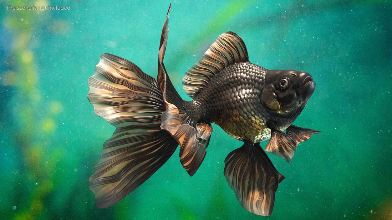 Black Moor Goldfish Swim 3D model