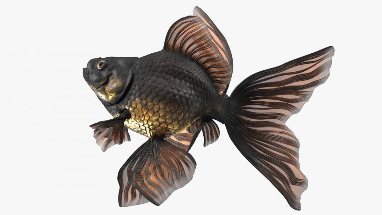 Black Moor Goldfish Swim 3D model