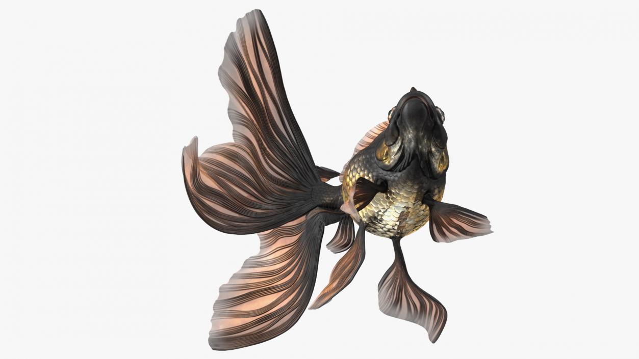 Black Moor Goldfish Swim 3D model