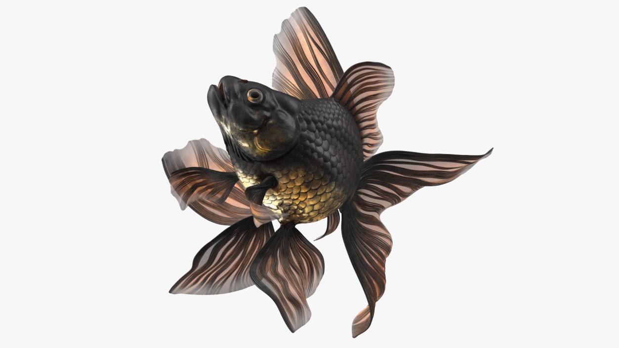 Black Moor Goldfish Swim 3D model