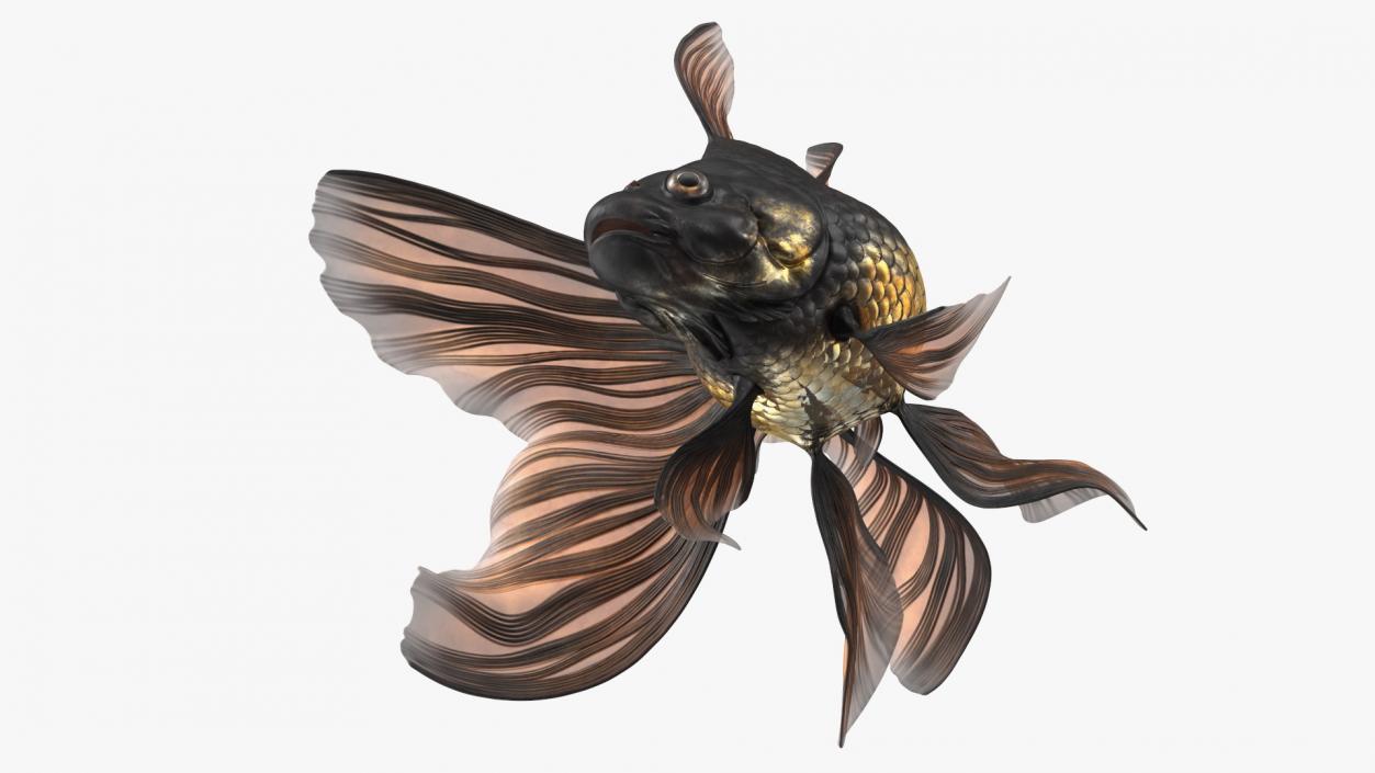 Black Moor Goldfish Swim 3D model