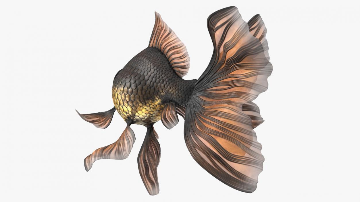 Black Moor Goldfish Swim 3D model