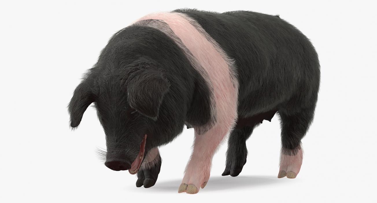 3D model Hampshire Pig Sow with Fur Standing Pose