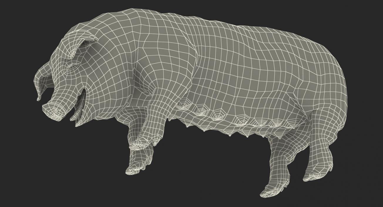 3D model Hampshire Pig Sow with Fur Standing Pose