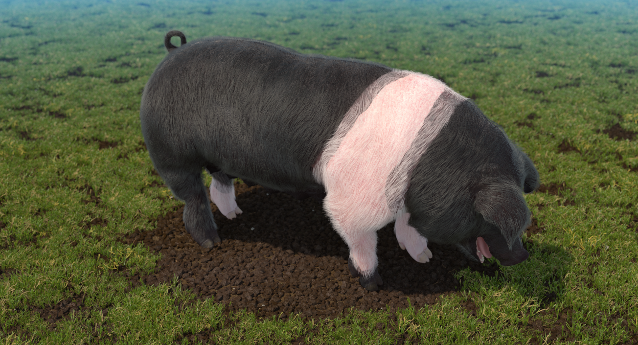 3D model Hampshire Pig Sow with Fur Standing Pose