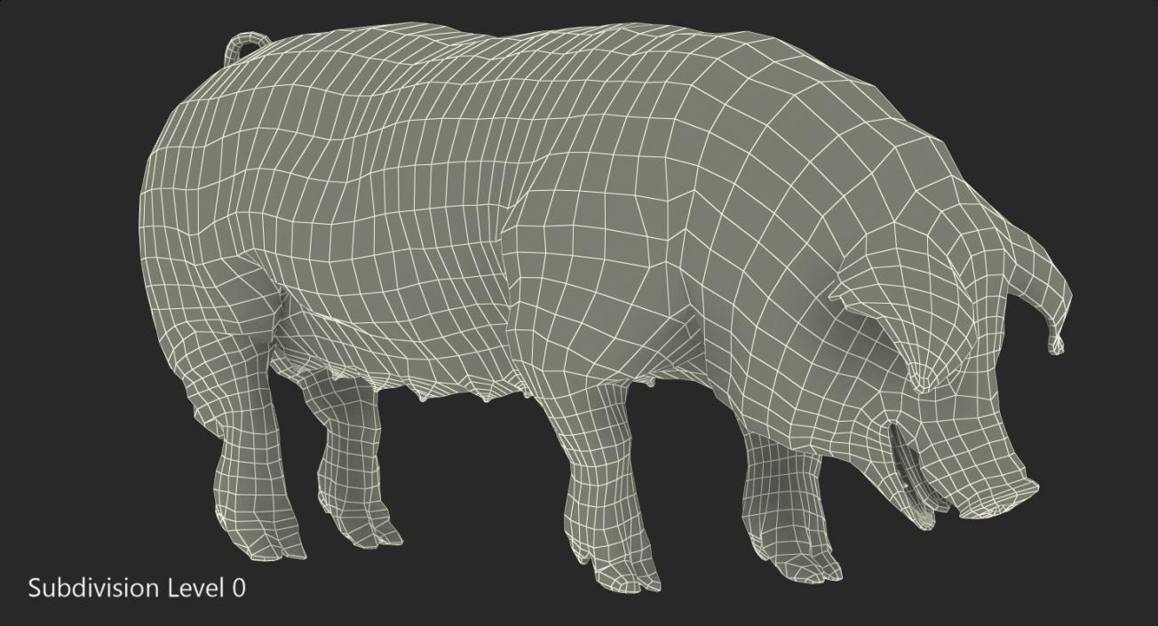 3D model Hampshire Pig Sow with Fur Standing Pose