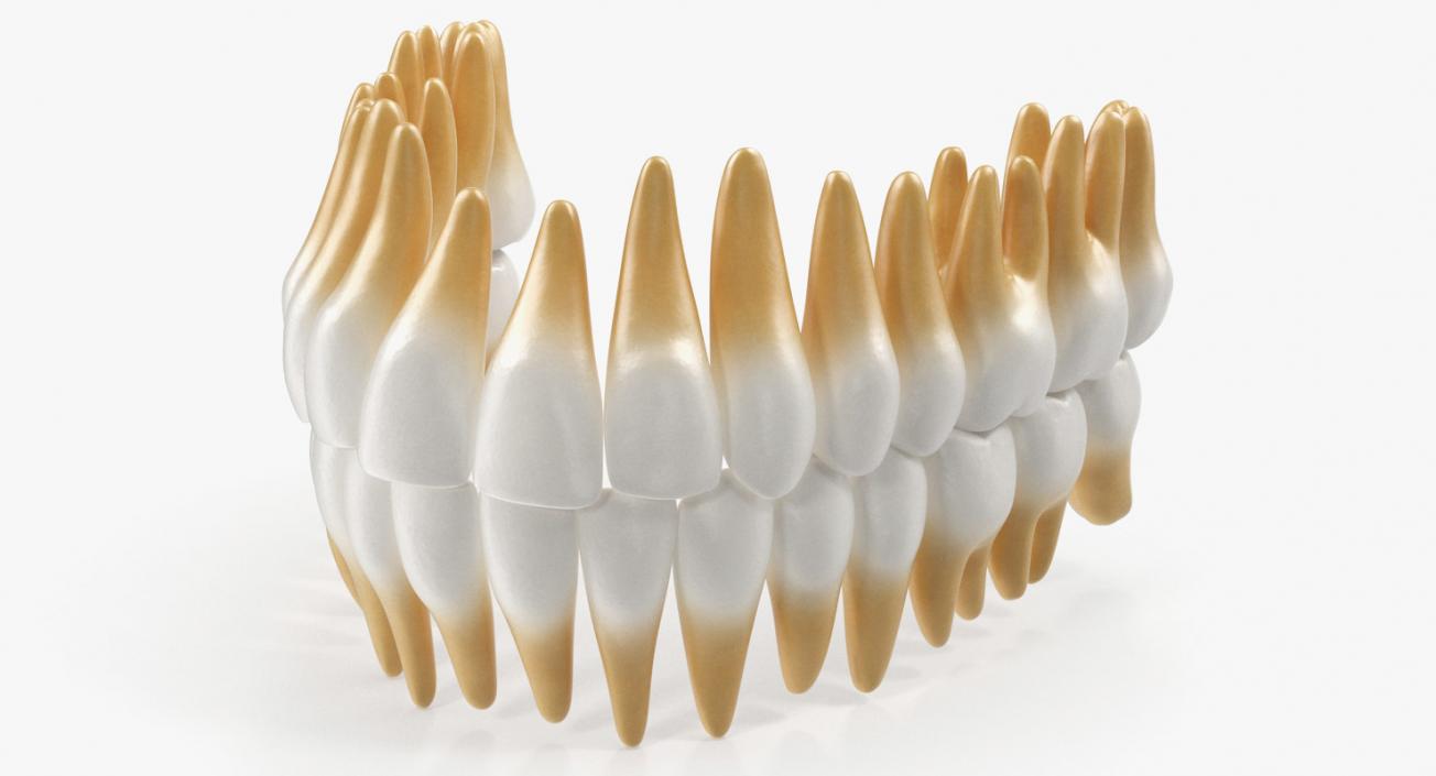 Dental Collection 5 3D model