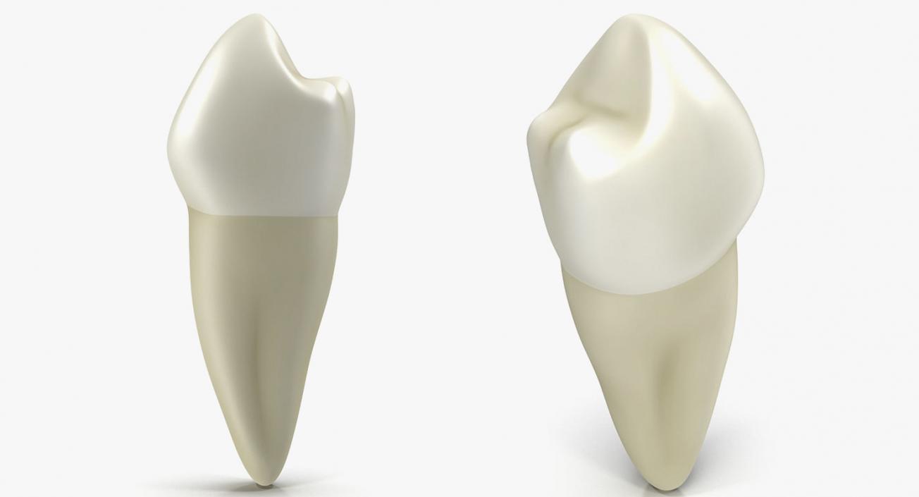 Dental Collection 5 3D model