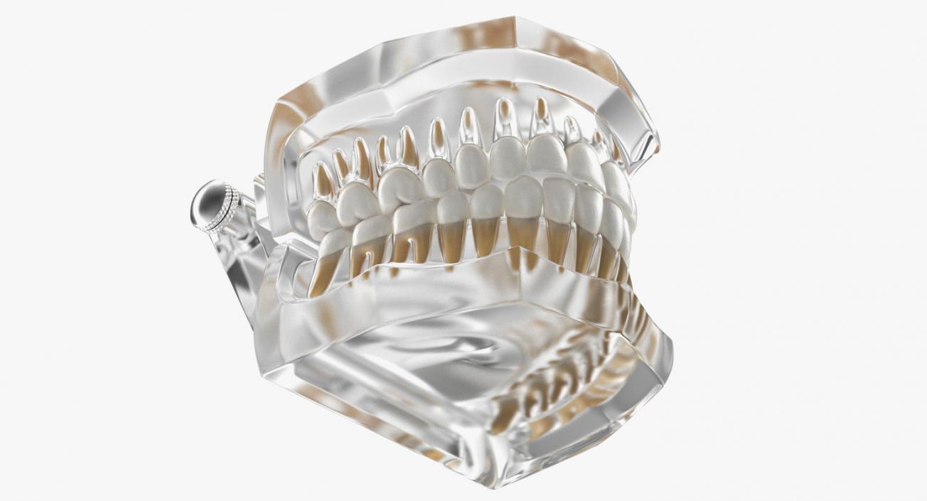 Dental Collection 5 3D model