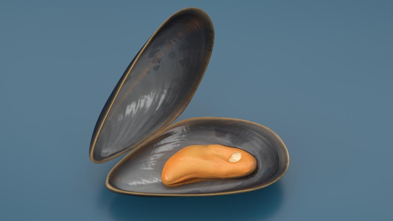 Boiled Sea Mussel 2 3D model