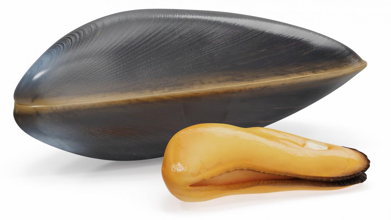 Boiled Sea Mussel 2 3D model