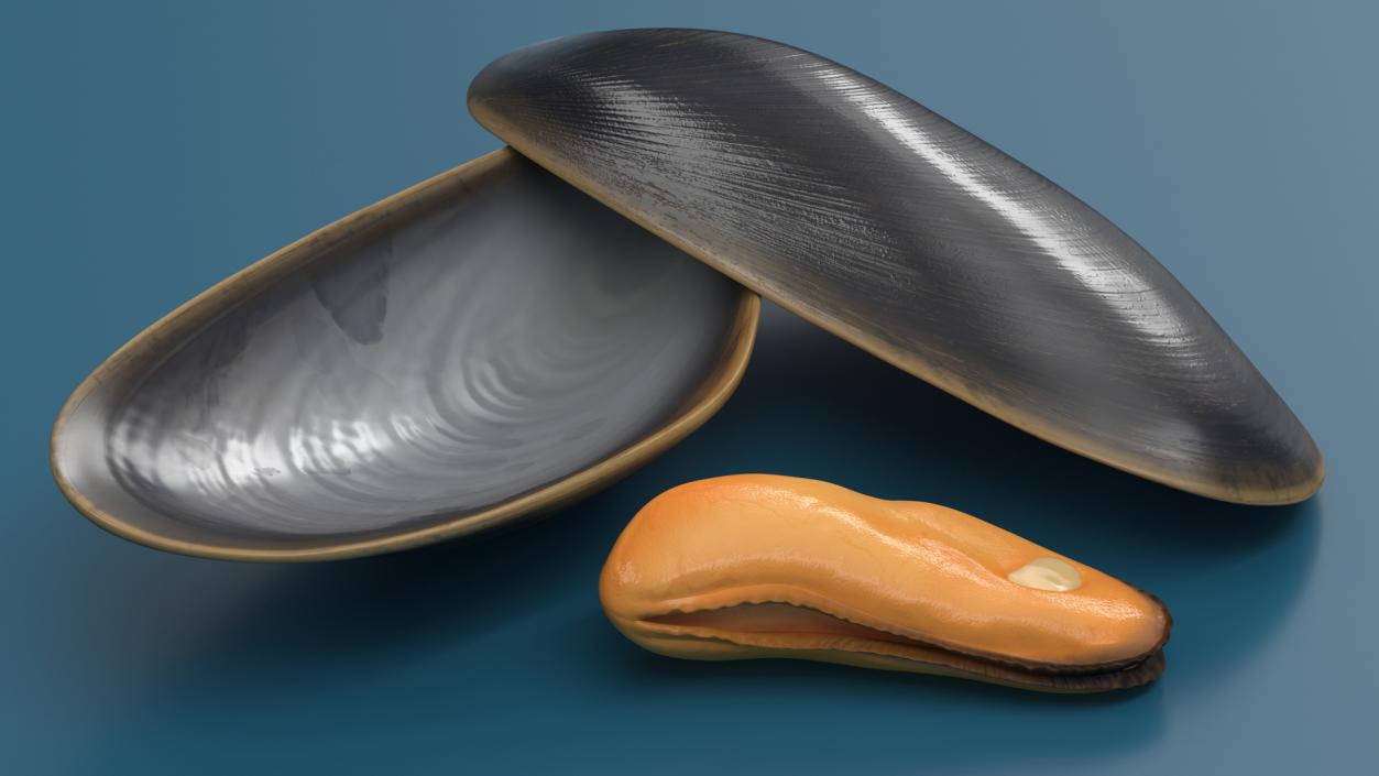 Boiled Sea Mussel 2 3D model