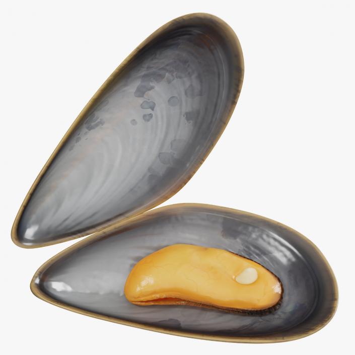 Boiled Sea Mussel 2 3D model