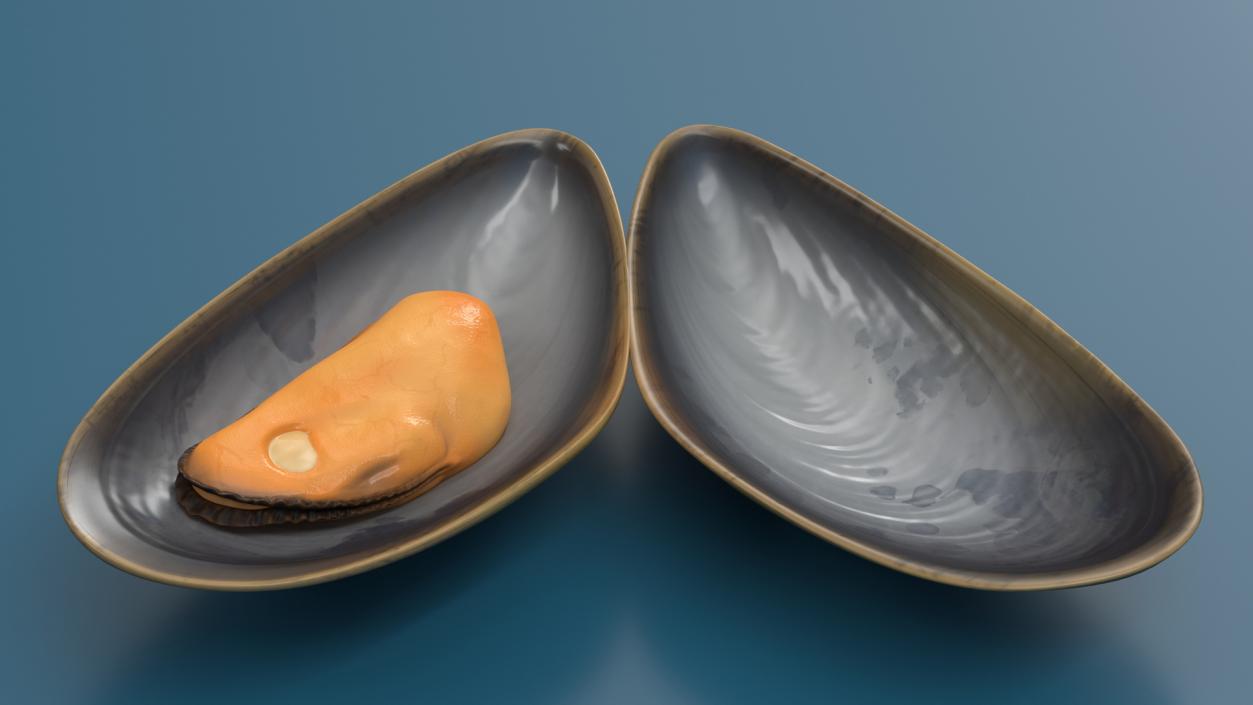 Boiled Sea Mussel 2 3D model