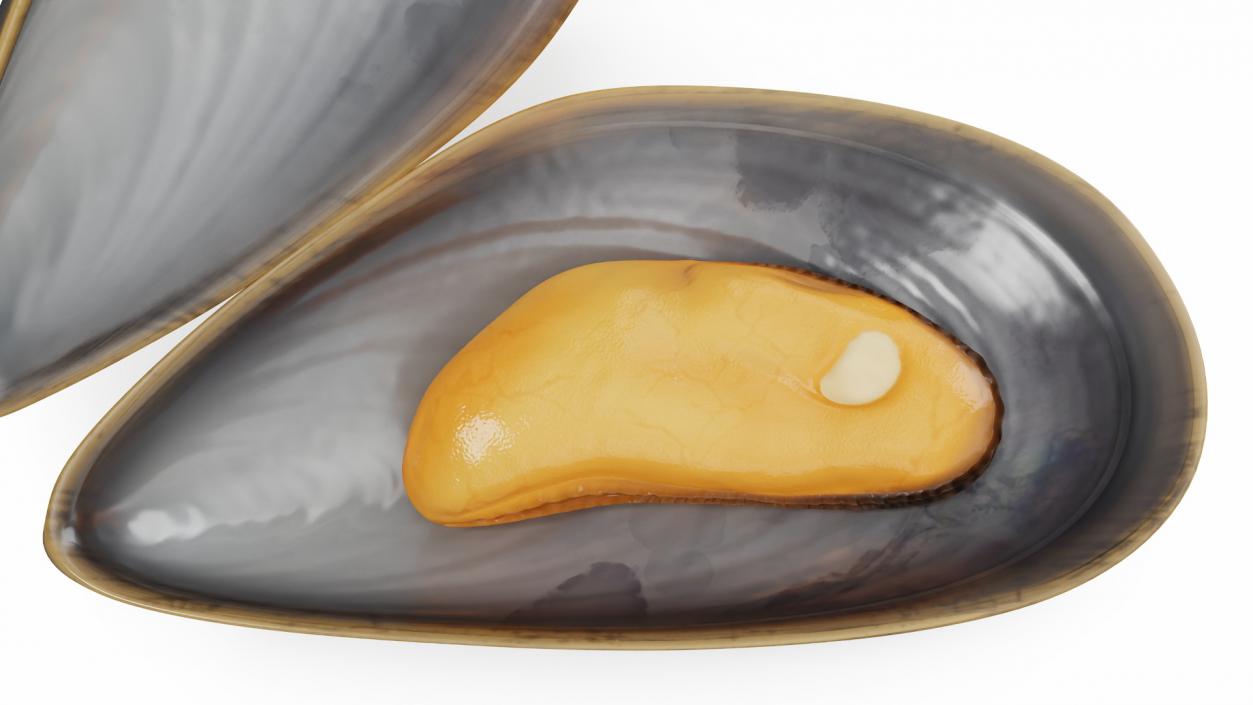 Boiled Sea Mussel 2 3D model