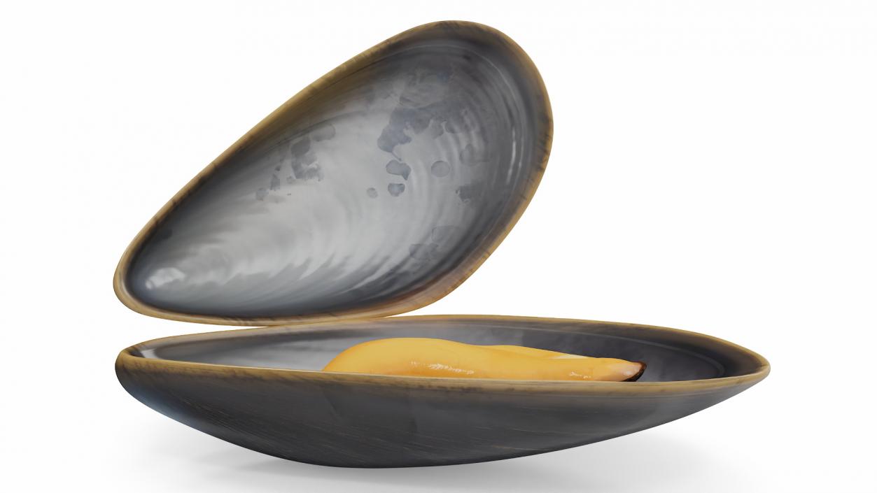 Boiled Sea Mussel 2 3D model