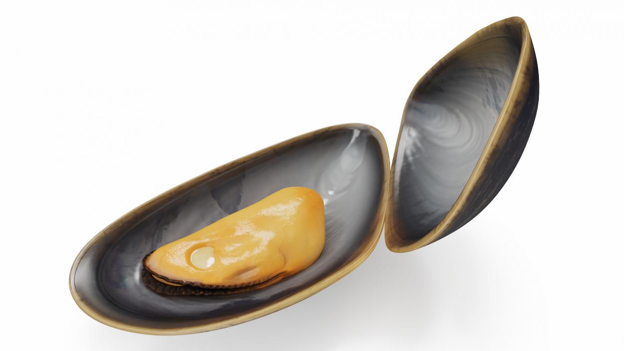 Boiled Sea Mussel 2 3D model