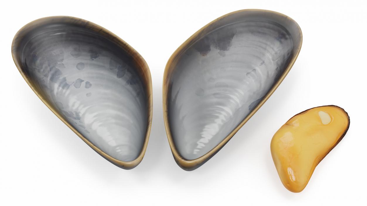 Boiled Sea Mussel 2 3D model