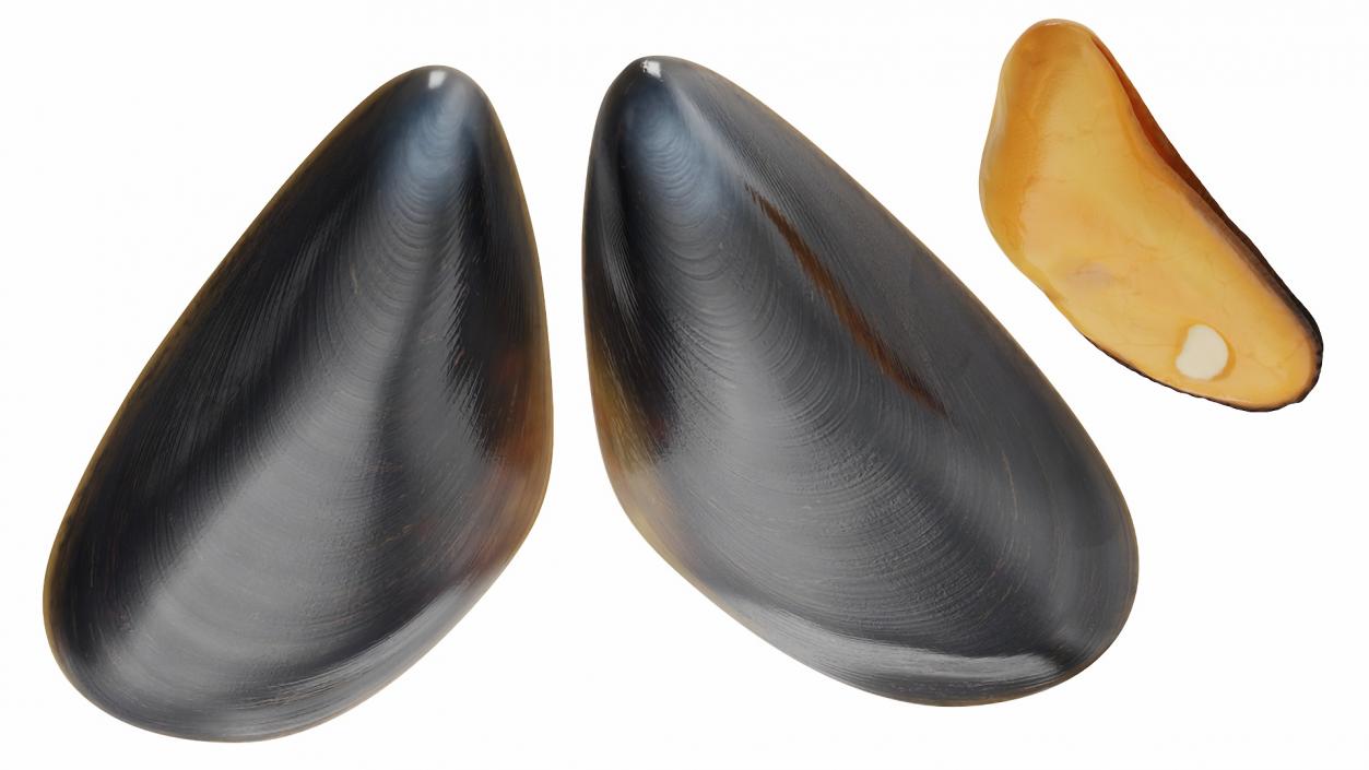 Boiled Sea Mussel 2 3D model