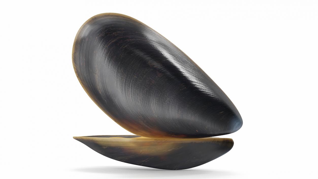 Boiled Sea Mussel 2 3D model