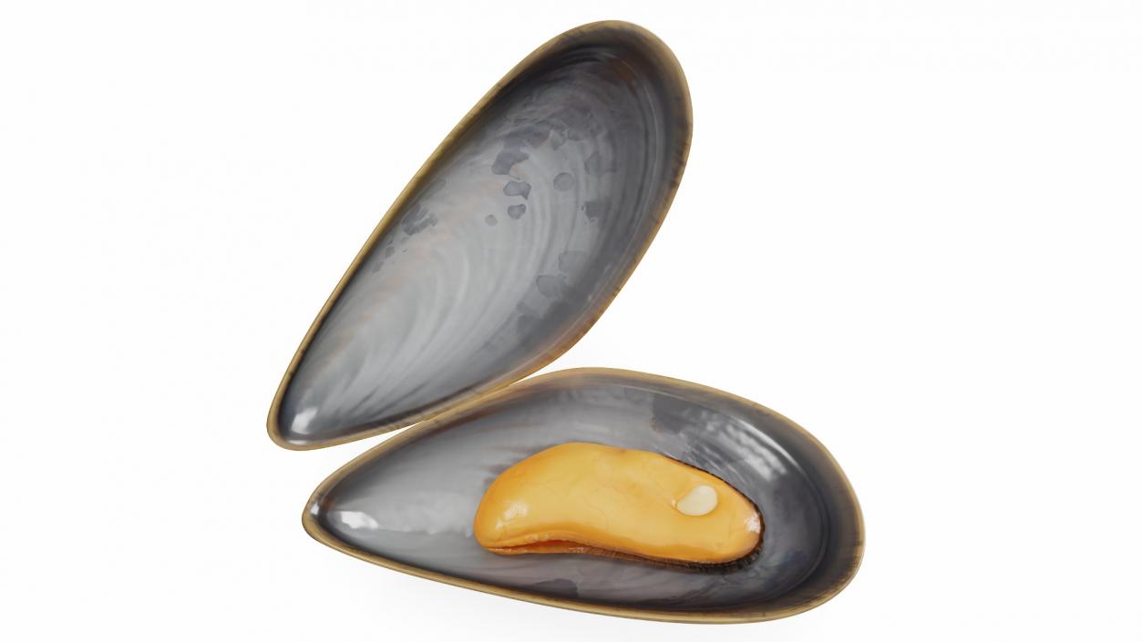 Boiled Sea Mussel 2 3D model