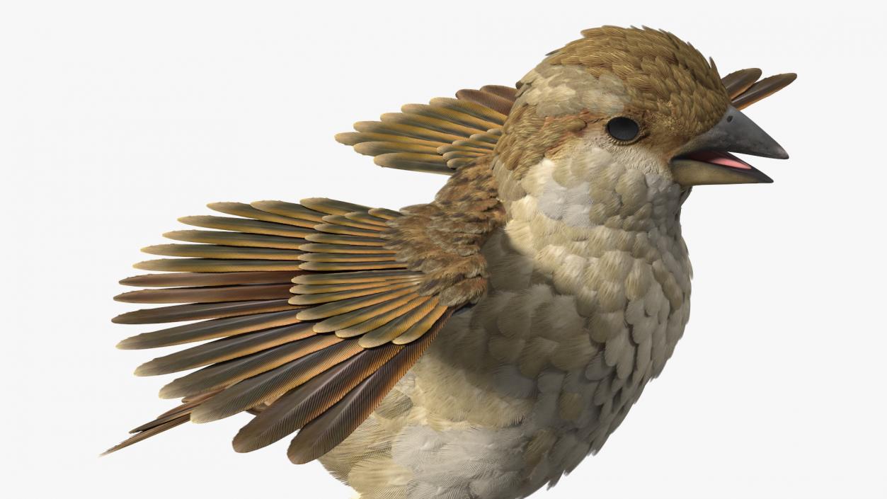 3D House Sparrow with Spread Wings