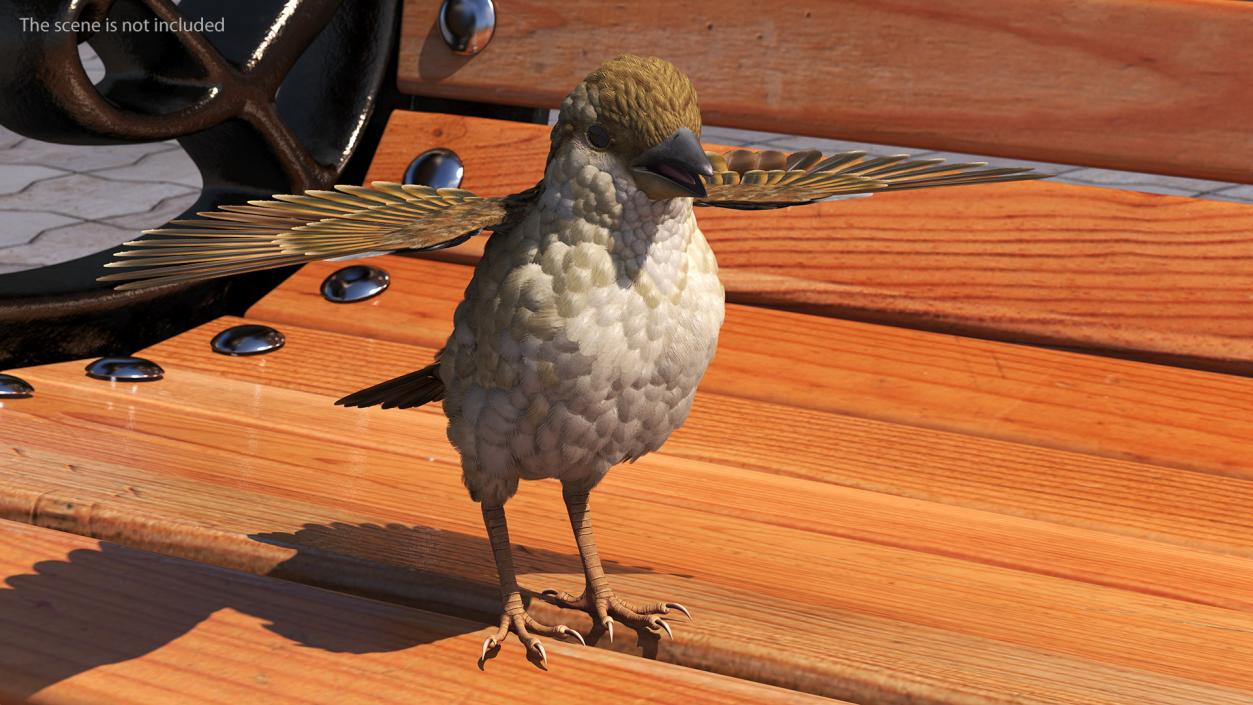 3D House Sparrow with Spread Wings