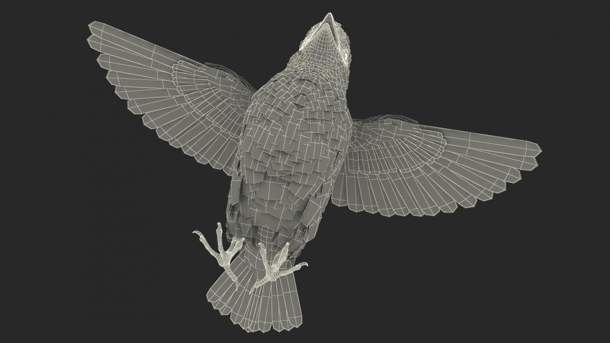 3D House Sparrow with Spread Wings