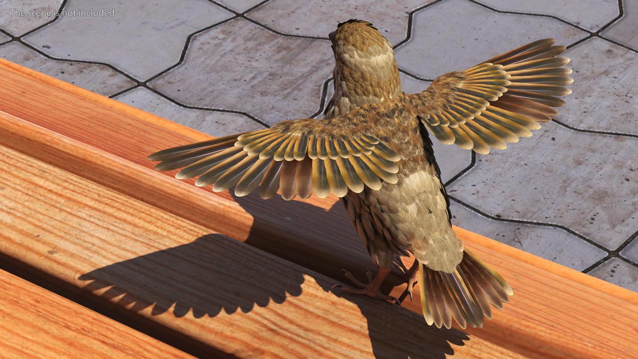 3D House Sparrow with Spread Wings